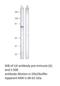 Integrin Linked Kinase antibody, MBS540038, MyBioSource, Western Blot image 