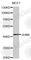 JunB Proto-Oncogene, AP-1 Transcription Factor Subunit antibody, A0774, ABclonal Technology, Western Blot image 