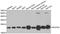 NADH dehydrogenase [ubiquinone] iron-sulfur protein 4, mitochondrial antibody, A6390, ABclonal Technology, Western Blot image 