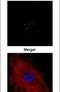 Coilin antibody, PA5-29531, Invitrogen Antibodies, Immunofluorescence image 