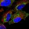 Polyribonucleotide Nucleotidyltransferase 1 antibody, HPA034603, Atlas Antibodies, Immunofluorescence image 