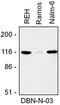 Drebrin 1 antibody, GTX00524, GeneTex, Western Blot image 