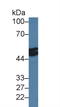 Growth/differentiation factor 8 antibody, LS-C300105, Lifespan Biosciences, Western Blot image 