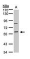 JNK MAP kinase scaffold protein 2 antibody, NBP1-31411, Novus Biologicals, Western Blot image 