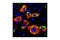 Stearoyl-CoA Desaturase antibody, 2438S, Cell Signaling Technology, Immunofluorescence image 