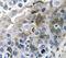 Interleukin 1 Beta antibody, NBP1-19775, Novus Biologicals, Immunohistochemistry paraffin image 