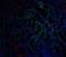 GDNF Family Receptor Alpha 3 antibody, LS-B1355, Lifespan Biosciences, Immunofluorescence image 