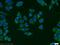 SHMT antibody, 11099-1-AP, Proteintech Group, Immunofluorescence image 