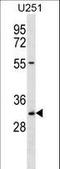 Transcription Elongation Factor A2 antibody, LS-C161761, Lifespan Biosciences, Western Blot image 