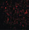 Receptor-associated protein 80 antibody, LS-B2707, Lifespan Biosciences, Immunofluorescence image 