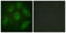 Microtubule Associated Protein 4 antibody, GTX87039, GeneTex, Immunofluorescence image 