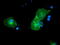 PTK7 antibody, LS-C337587, Lifespan Biosciences, Immunofluorescence image 