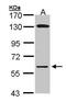 Glycerol kinase antibody, PA5-28576, Invitrogen Antibodies, Western Blot image 