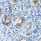 Matrix Metallopeptidase 7 antibody, 13-253, ProSci, Immunohistochemistry paraffin image 