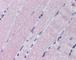 Mitogen-Activated Protein Kinase Kinase 6 antibody, 49-253, ProSci, Immunohistochemistry paraffin image 