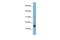 Mediator Complex Subunit 31 antibody, GTX45020, GeneTex, Western Blot image 