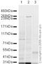 Notch Receptor 3 antibody, ab23426, Abcam, Western Blot image 