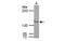 DNA Polymerase Gamma, Catalytic Subunit antibody, MBS837728, MyBioSource, Western Blot image 