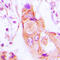 Interferon-inducible protein AIM2 antibody, LS-C354127, Lifespan Biosciences, Immunohistochemistry frozen image 