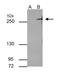 Tet Methylcytosine Dioxygenase 2 antibody, MA5-27838, Invitrogen Antibodies, Immunoprecipitation image 