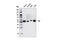 LYN Proto-Oncogene, Src Family Tyrosine Kinase antibody, 4576S, Cell Signaling Technology, Western Blot image 