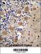 AFG3 Like Matrix AAA Peptidase Subunit 2 antibody, 56-926, ProSci, Immunohistochemistry paraffin image 