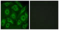 Cadherin Related 23 antibody, abx013920, Abbexa, Western Blot image 