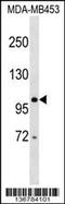 DEAD-Box Helicase 24 antibody, 59-020, ProSci, Western Blot image 