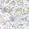 Nidogen 1 antibody, A8349, ABclonal Technology, Immunohistochemistry paraffin image 