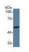 Interferon Regulatory Factor 6 antibody, LS-C294772, Lifespan Biosciences, Western Blot image 