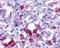 Arginine Vasopressin Receptor 1B antibody, NLS266, Novus Biologicals, Immunohistochemistry frozen image 