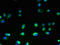 Transmembrane Protein 106A antibody, LS-C376801, Lifespan Biosciences, Immunofluorescence image 