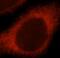 NADH:Ubiquinone Oxidoreductase Core Subunit S7 antibody, FNab05634, FineTest, Immunofluorescence image 