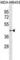 SPARC (Osteonectin), Cwcv And Kazal Like Domains Proteoglycan 1 antibody, abx031010, Abbexa, Western Blot image 