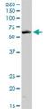 Kruppel Like Factor 10 antibody, H00007071-M15, Novus Biologicals, Western Blot image 