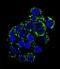 Phosphoenolpyruvate Carboxykinase 2, Mitochondrial antibody, LS-C101195, Lifespan Biosciences, Immunofluorescence image 