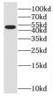 WD40 repeat-containing protein SMU1 antibody, FNab08045, FineTest, Western Blot image 