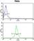 Kinesin Family Member 11 antibody, abx034225, Abbexa, Western Blot image 