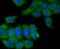 Colony Stimulating Factor 1 antibody, A00620-1, Boster Biological Technology, Immunocytochemistry image 