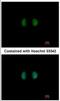 rIPK1 antibody, NBP2-16985, Novus Biologicals, Immunocytochemistry image 