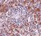 Epstein-Barr Virus Induced 3 antibody, PA5-20662, Invitrogen Antibodies, Immunohistochemistry frozen image 