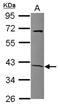 Sirtuin 7 antibody, NBP2-20375, Novus Biologicals, Western Blot image 