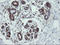 VHL Binding Protein 1 antibody, LS-C337777, Lifespan Biosciences, Immunohistochemistry frozen image 