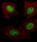 Aryl hydrocarbon receptor nuclear translocator antibody, abx027959, Abbexa, Western Blot image 