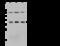 Polyglutamine Binding Protein 1 antibody, GTX02411, GeneTex, Western Blot image 