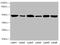 Neuron-specific enolase antibody, A51942-100, Epigentek, Western Blot image 