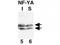 Nuclear Transcription Factor Y Subunit Alpha antibody, TA319426, Origene, Western Blot image 