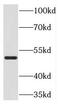 Neuronal Differentiation 1 antibody, FNab05674, FineTest, Western Blot image 