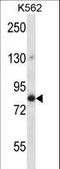 Golgin A5 antibody, LS-C166576, Lifespan Biosciences, Western Blot image 