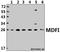 MyoD Family Inhibitor antibody, A10664, Boster Biological Technology, Western Blot image 